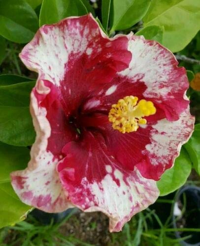 Austrian Hibiscus Red – White Splash | Premium Grafted Flowering Plant — photo 2