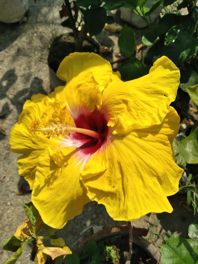Austrian Yellow – Red Eye Hibiscus | Premium Grafted Flowering Plant
