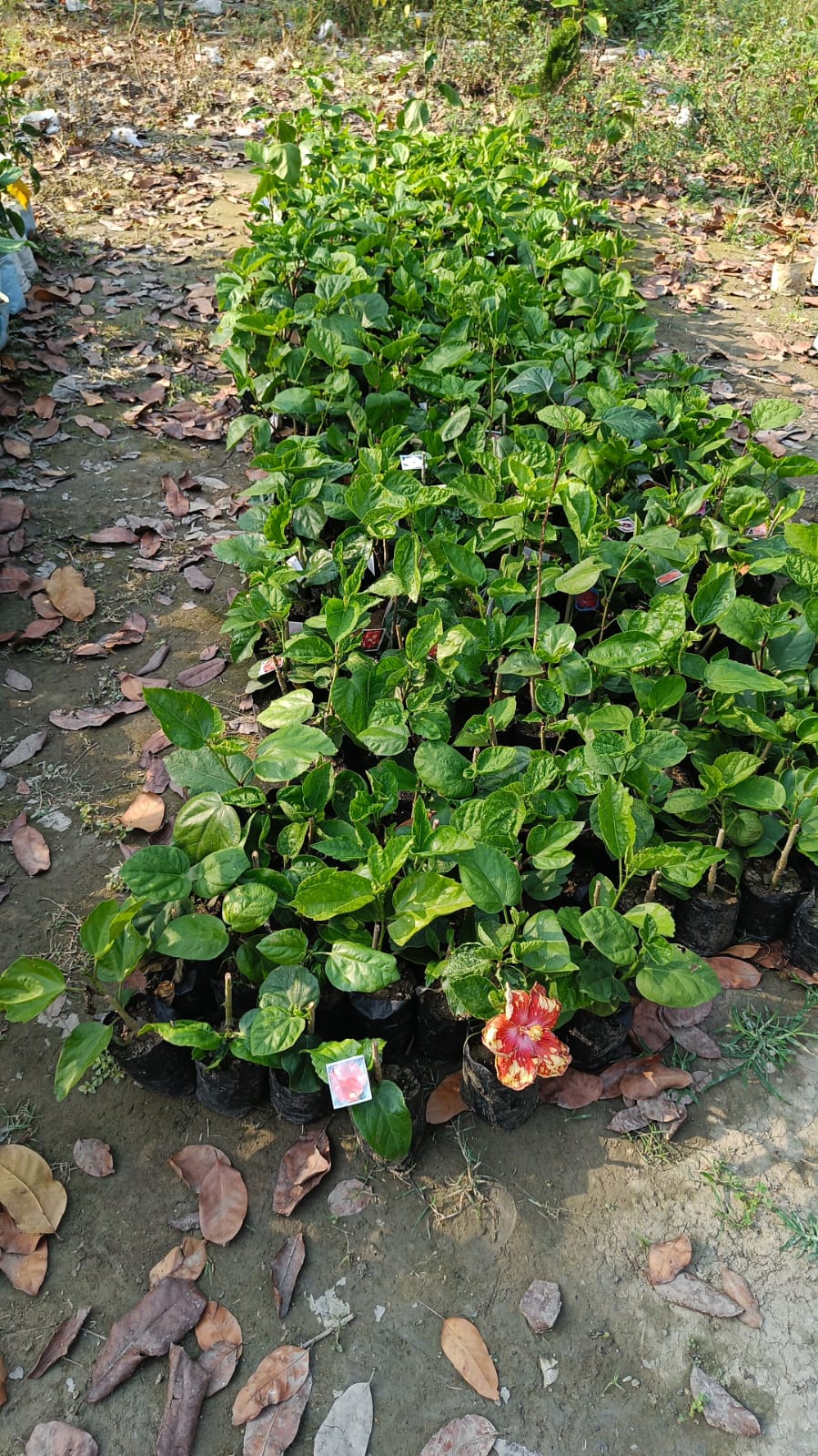 Austrian Yellow – Red Eye Hibiscus | Premium Grafted Flowering Plant — photo 3