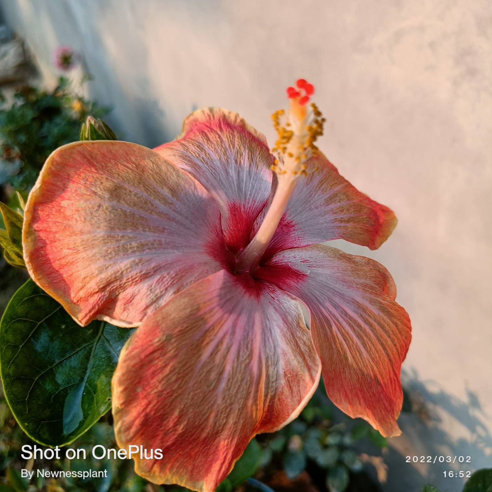 Austrian Peach – Gold Hibiscus | Premium Grafted Tropical Flowering Plant