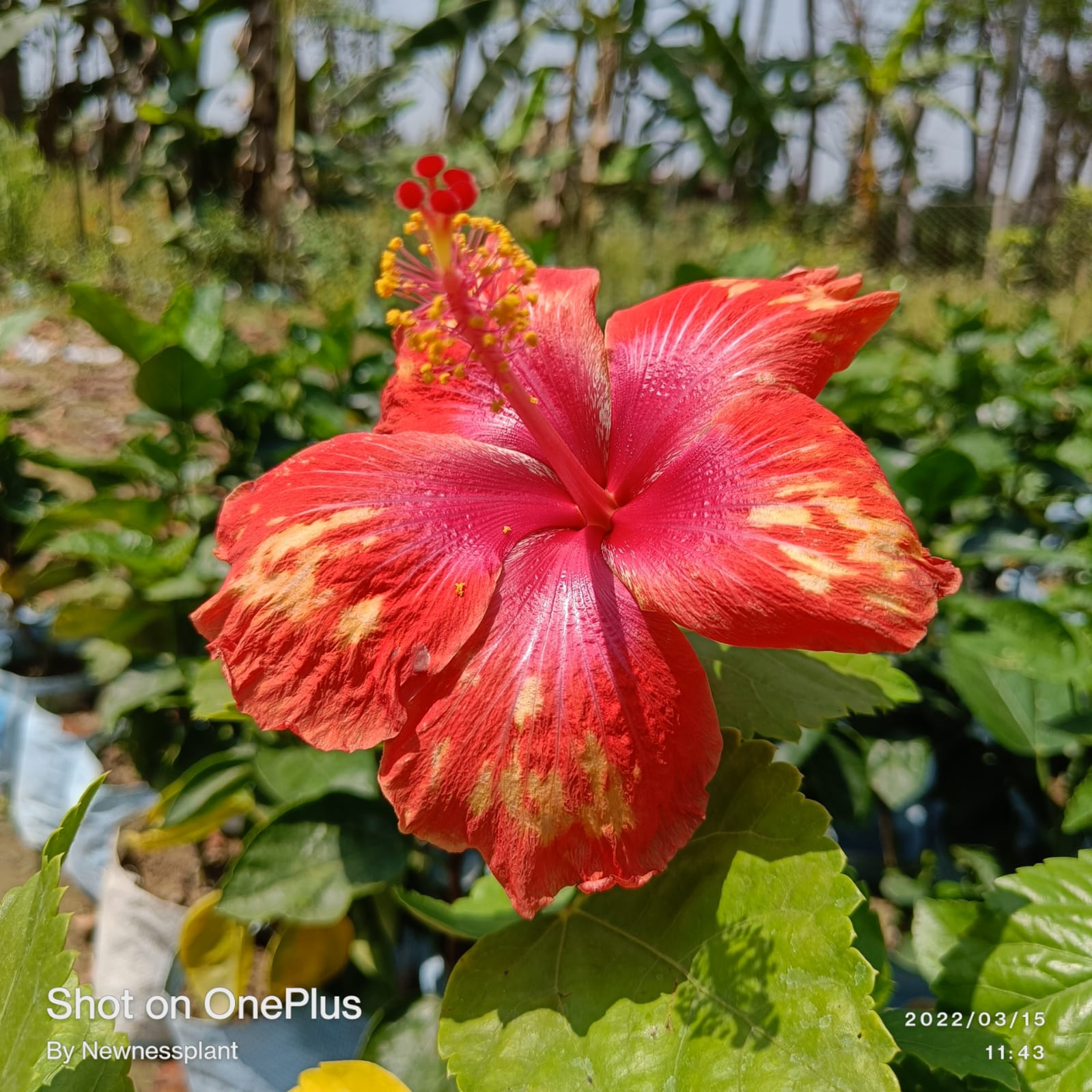 Austrian Red – Yellow Hibiscus | Premium Grafted Exotic Flowering Plant