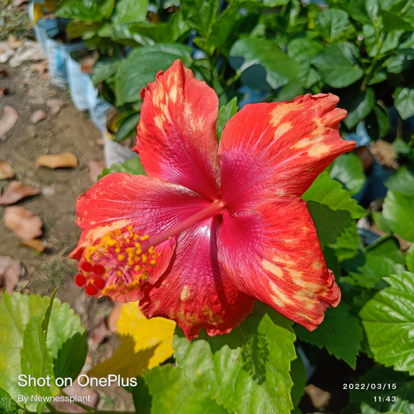 Austrian Red – Yellow Hibiscus | Premium Grafted Exotic Flowering Plant — photo 2