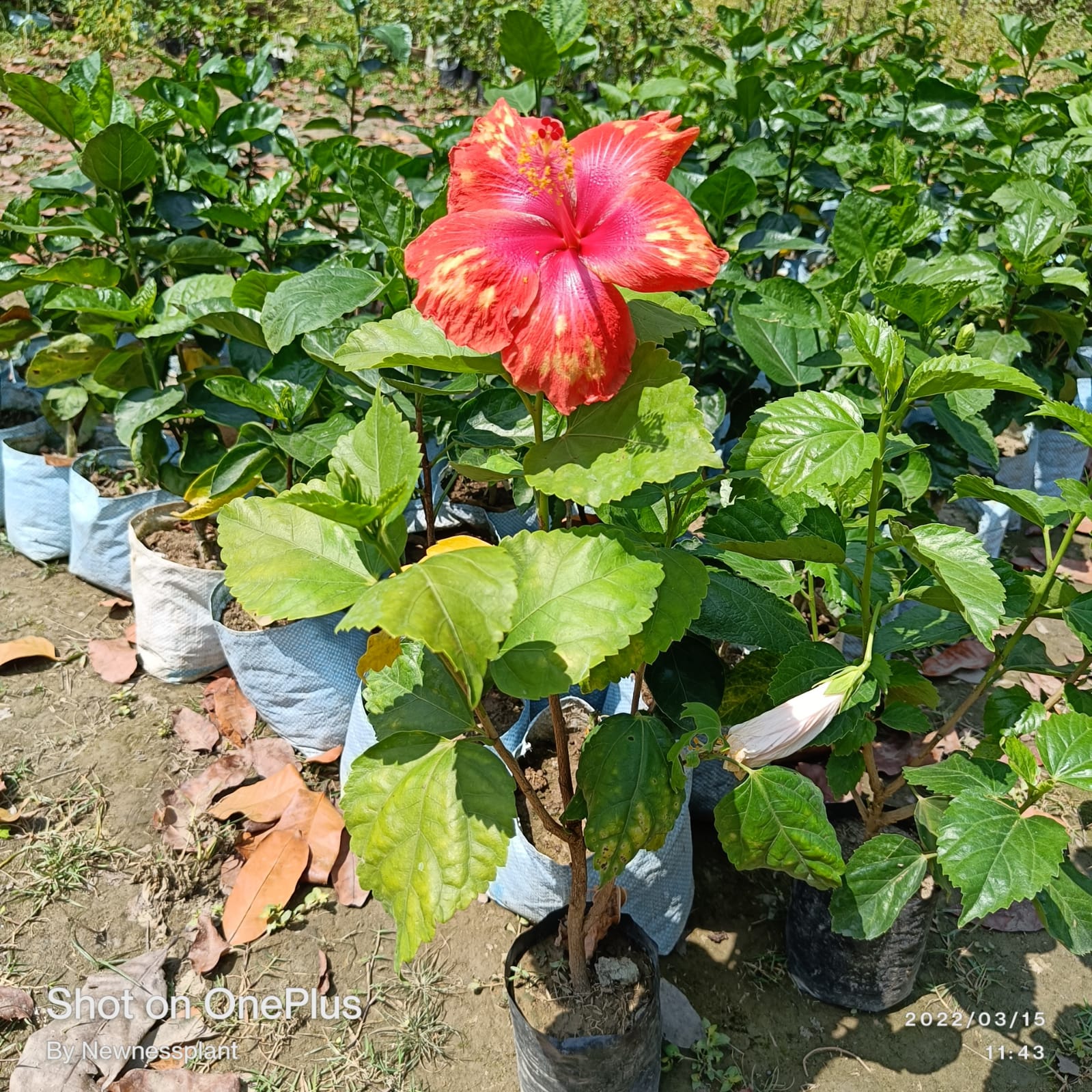 Austrian Red – Yellow Hibiscus | Premium Grafted Exotic Flowering Plant — photo 3