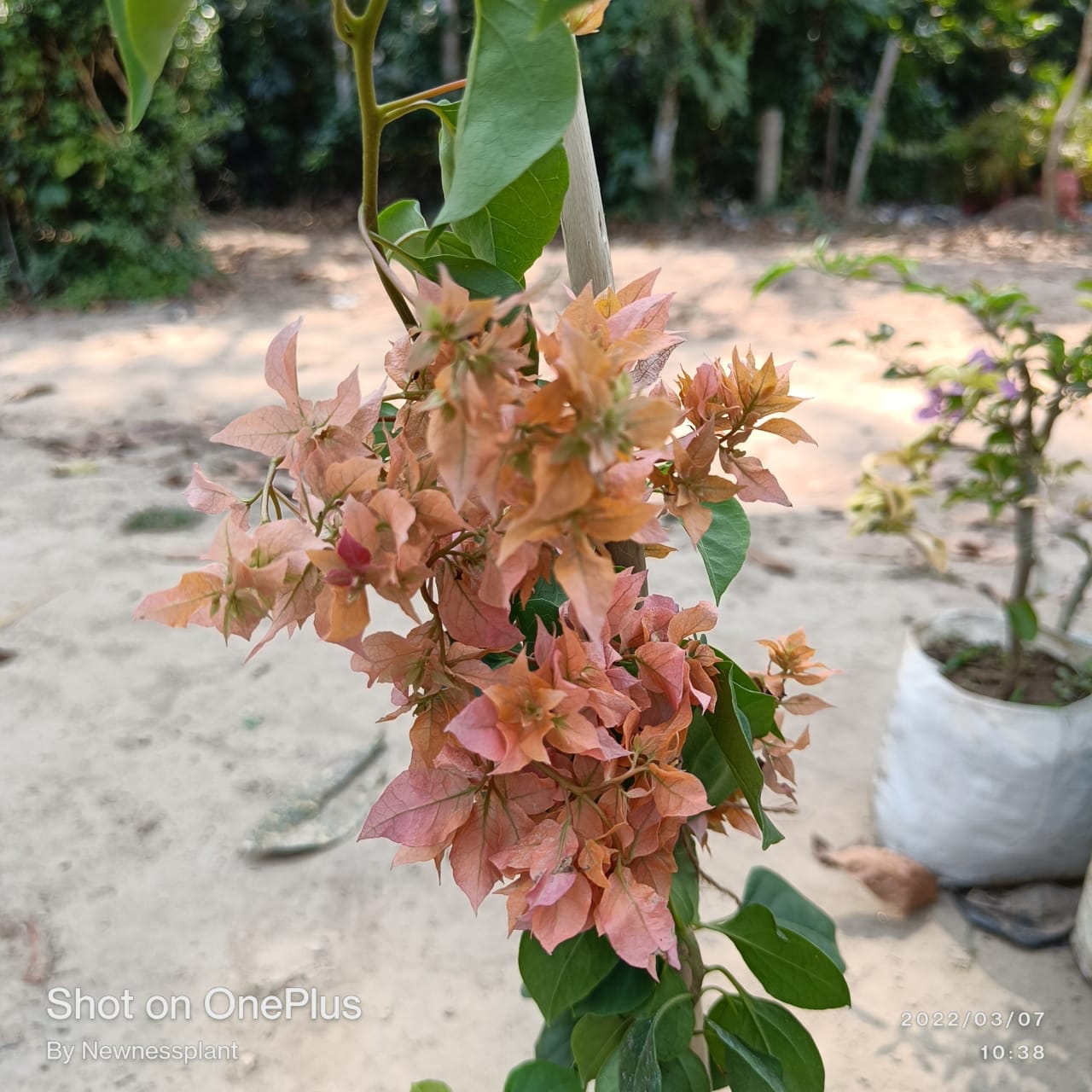 Peach Bougainvillea Plant | Heavy Flowering Outdoor Decorative Plant