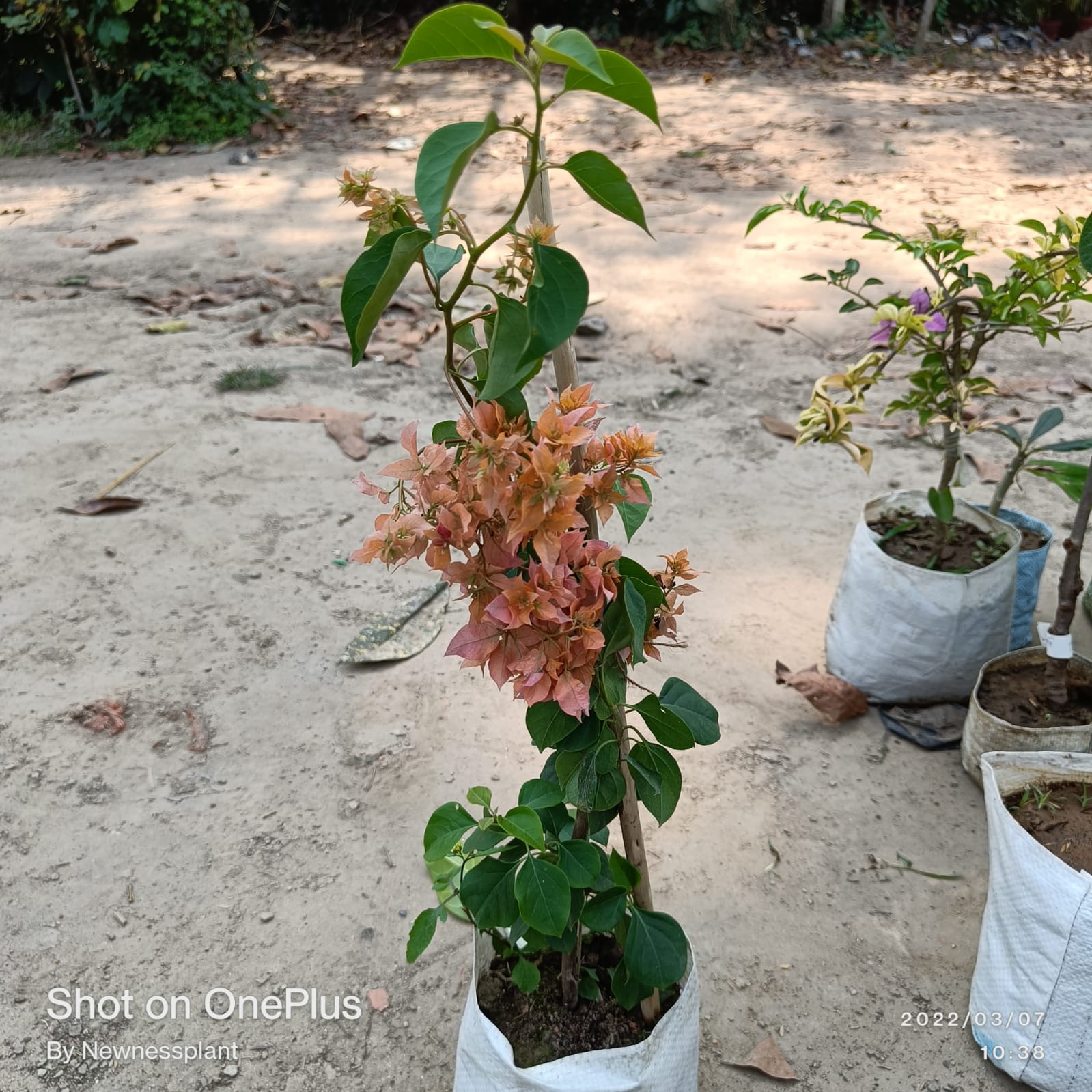 Peach Bougainvillea Plant | Heavy Flowering Outdoor Decorative Plant — photo 2