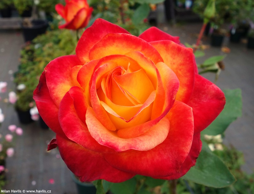 Alinka Rose Plant | Bi-Color Red & Orange Hybrid Tea Rose | Heavy Flowering Garden Plant