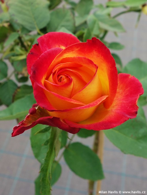 Alinka Rose Plant | Bi-Color Red & Orange Hybrid Tea Rose | Heavy Flowering Garden Plant — photo 2