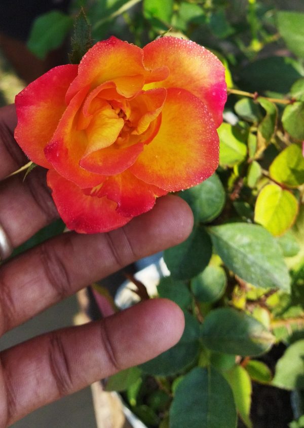 Alinka Rose Plant | Bi-Color Red & Orange Hybrid Tea Rose | Heavy Flowering Garden Plant — photo 3