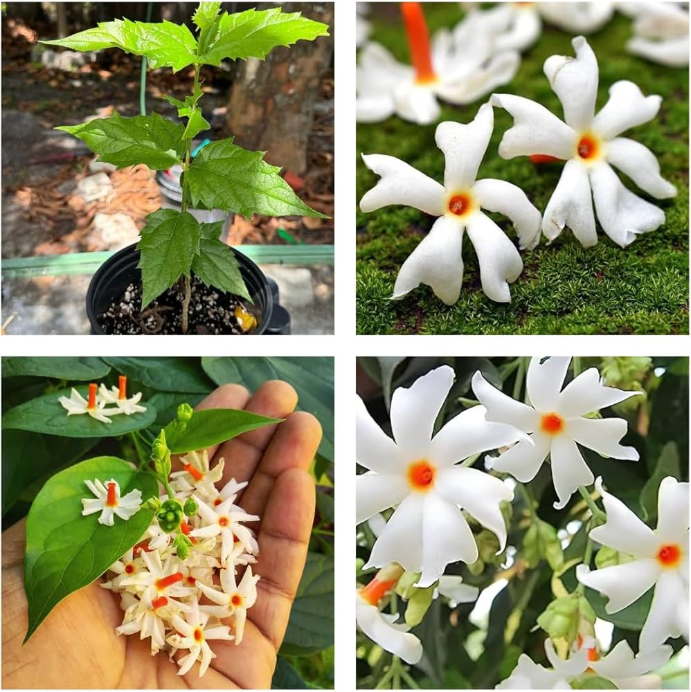 Parijat (Shiuli) Flowering Plant | Night Jasmine | Highly Fragrant Outdoor Plant