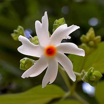Parijat (Shiuli) Flowering Plant | Night Jasmine | Highly Fragrant Outdoor Plant — photo 2