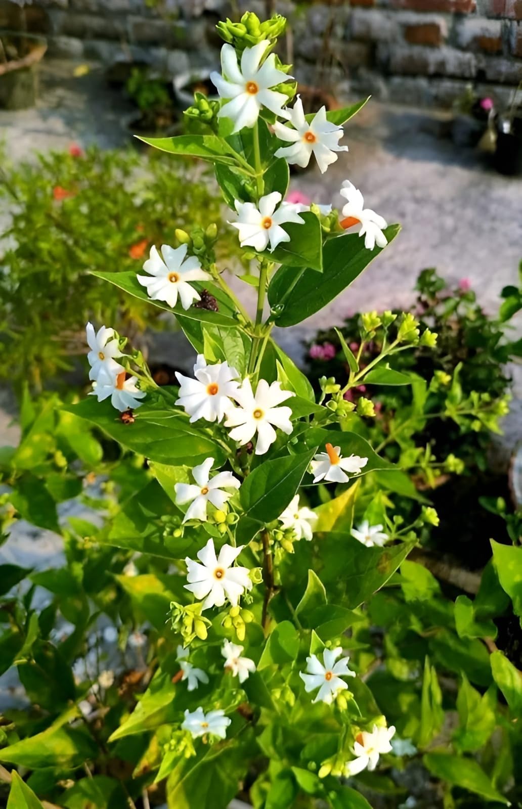 Parijat (Shiuli) Flowering Plant | Night Jasmine | Highly Fragrant Outdoor Plant — photo 3