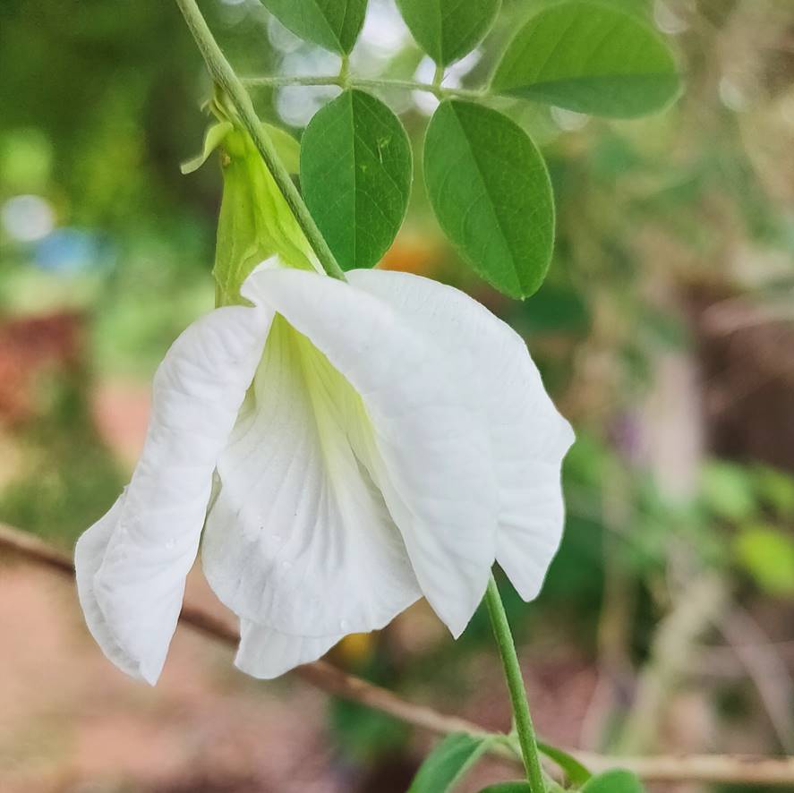 White Aparajita Plant | Pure White Butterfly Pea | Sacred & Medicinal Flowering Creeper