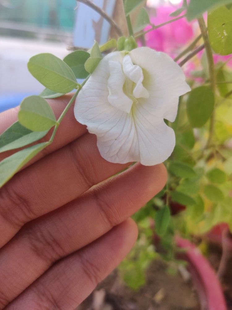 White Aparajita Plant | Pure White Butterfly Pea | Sacred & Medicinal Flowering Creeper — photo 2