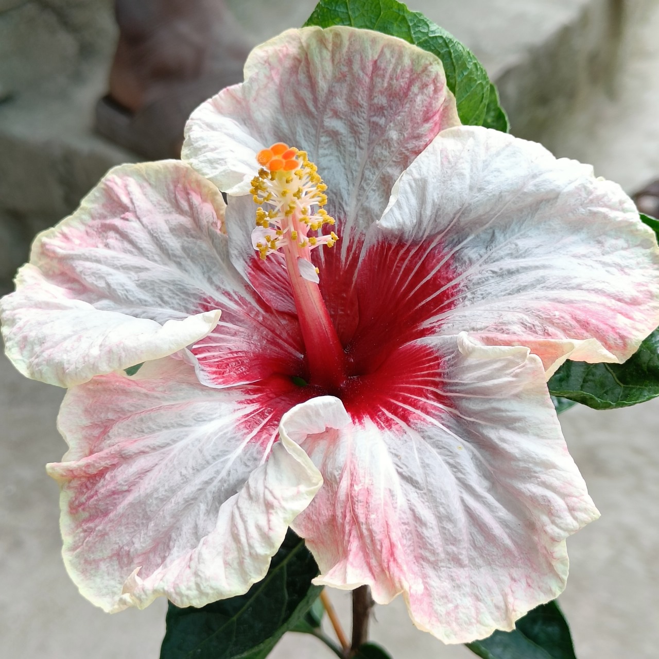 White Pink Red Shaded Hybrid Hibiscus Plant | Premium Grafted Hibiscus