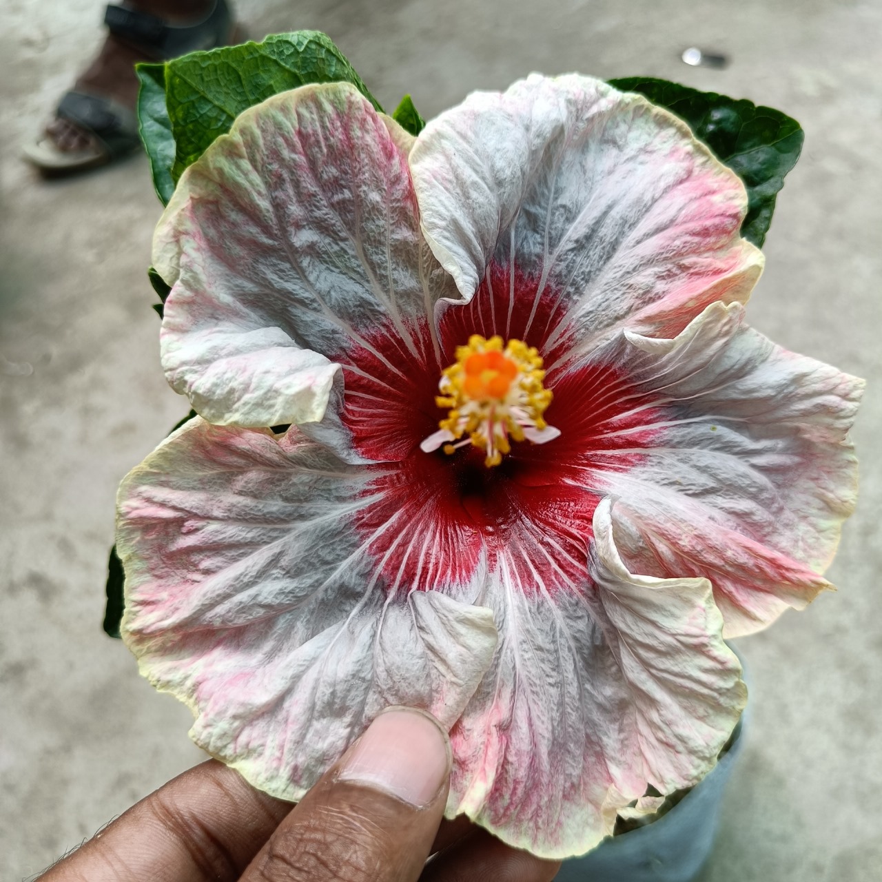 White Pink Red Shaded Hybrid Hibiscus Plant | Premium Grafted Hibiscus — photo 2