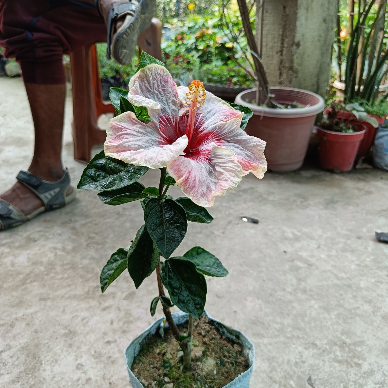 White Pink Red Shaded Hybrid Hibiscus Plant | Premium Grafted Hibiscus — photo 3
