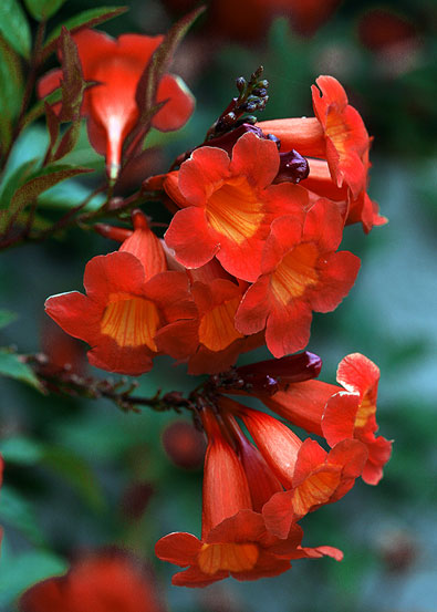 Tecoma Orange Flowering Plant | Heavy Blooming Outdoor Garden Plant