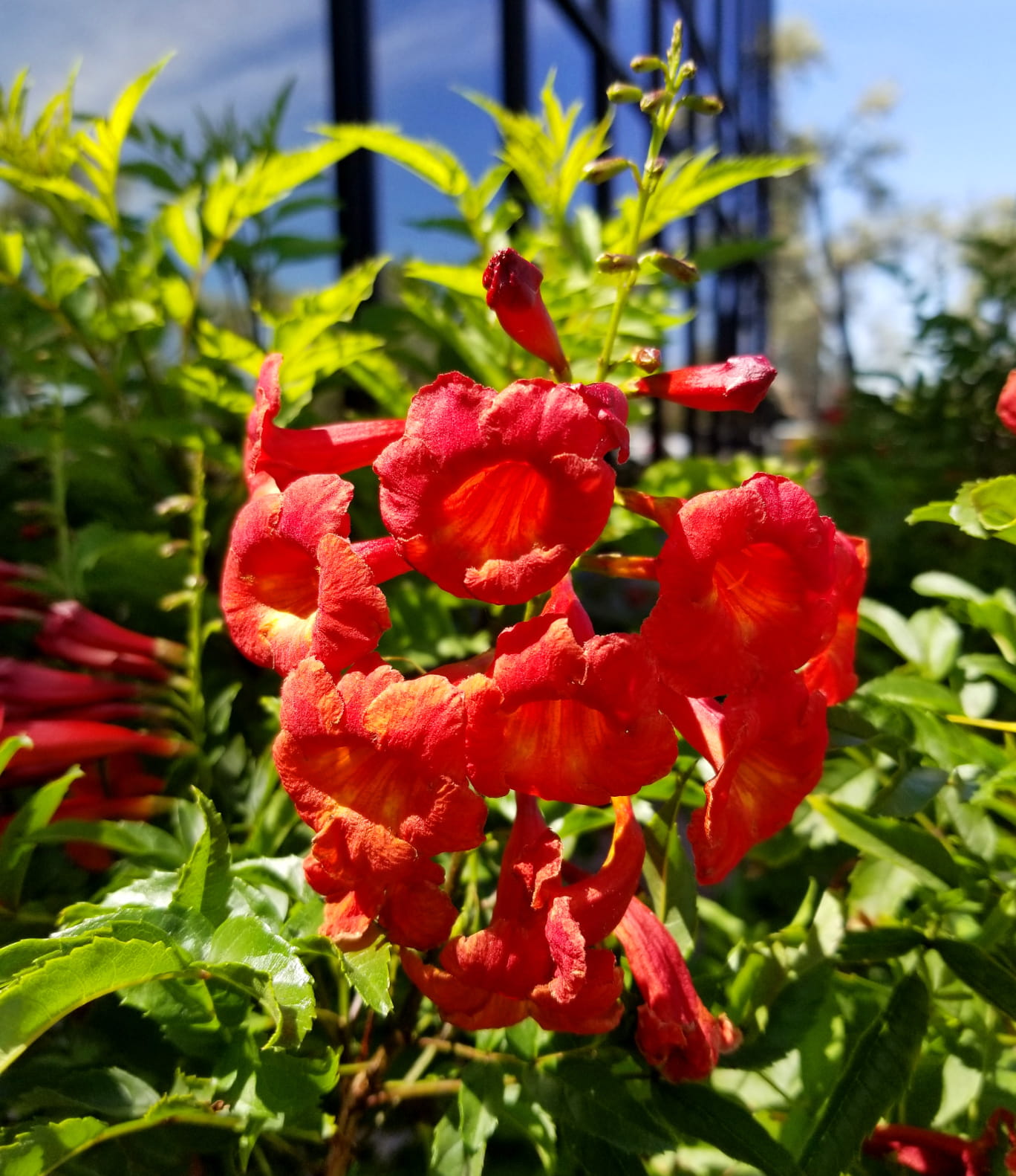 Tecoma Orange Flowering Plant | Heavy Blooming Outdoor Garden Plant — photo 2