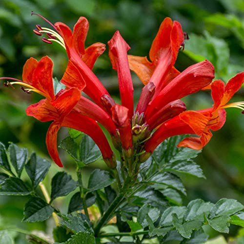 Tecoma Orange Flowering Plant | Heavy Blooming Outdoor Garden Plant — photo 3