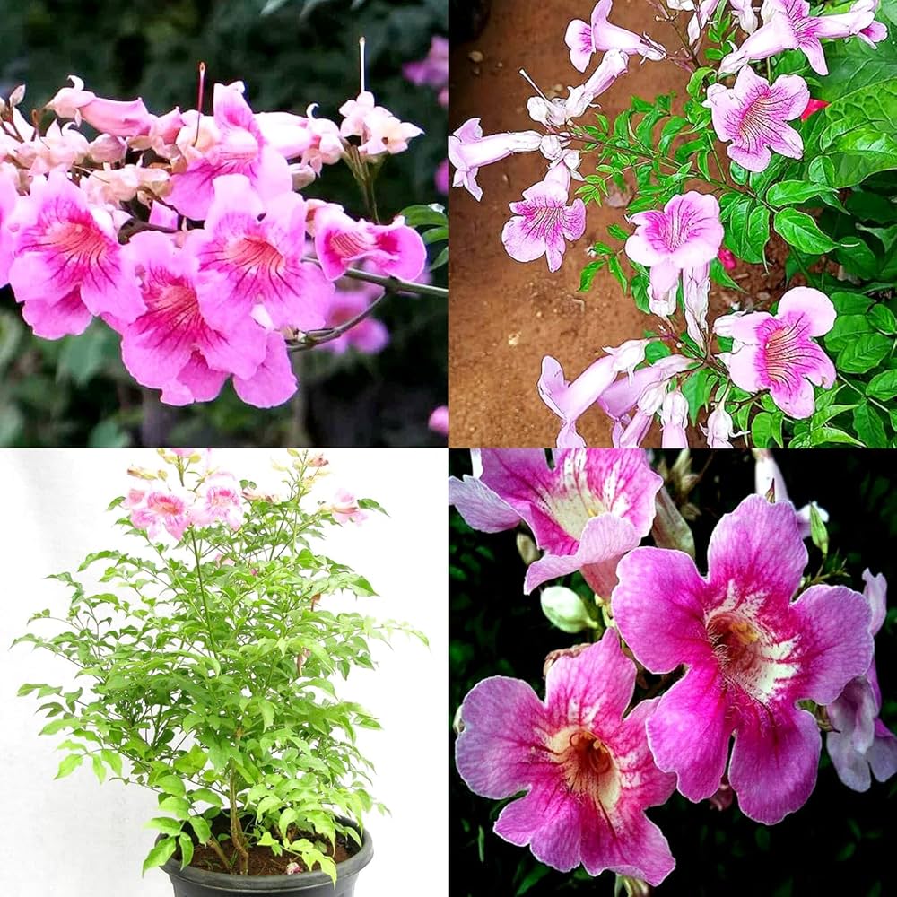 Tecoma Pink Flowering Plant | Heavy Blooming Outdoor Garden Shrub