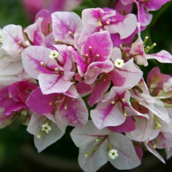 Pink – White Bougainvillea Plant | Dual Shade Heavy Blooming Outdoor Plant