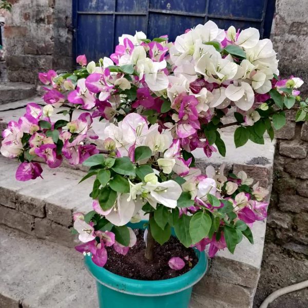 Pink – White Bougainvillea Plant | Dual Shade Heavy Blooming Outdoor Plant — photo 2