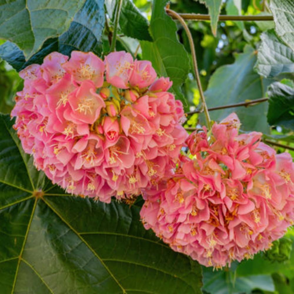 Pink Dombeya Flowering Plant | Rare Snowball Bloom Outdoor Ornamental Plant