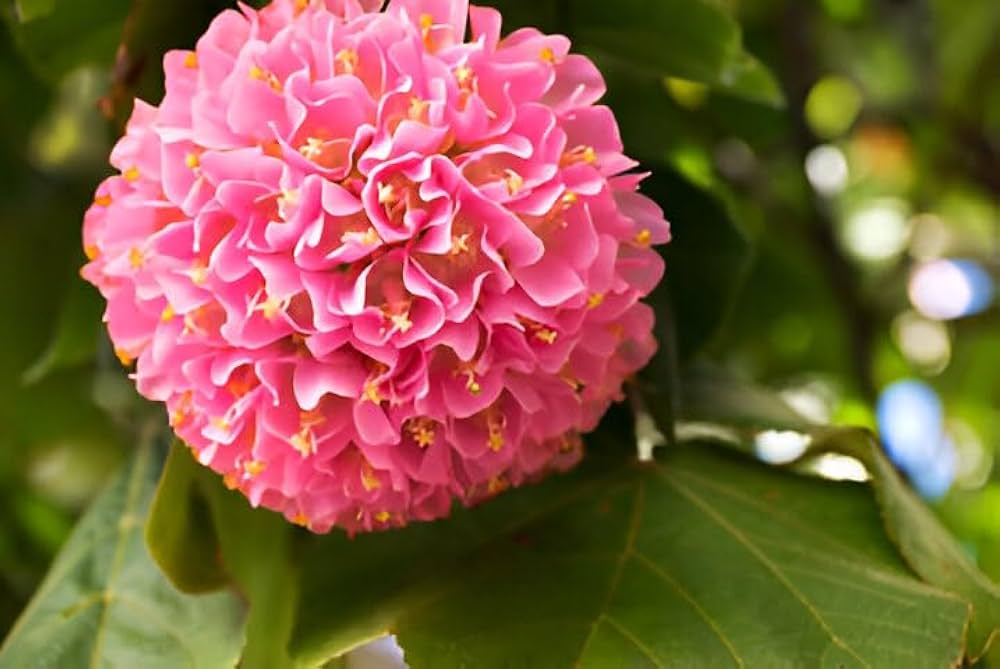 Pink Dombeya Flowering Plant | Rare Snowball Bloom Outdoor Ornamental Plant — photo 2