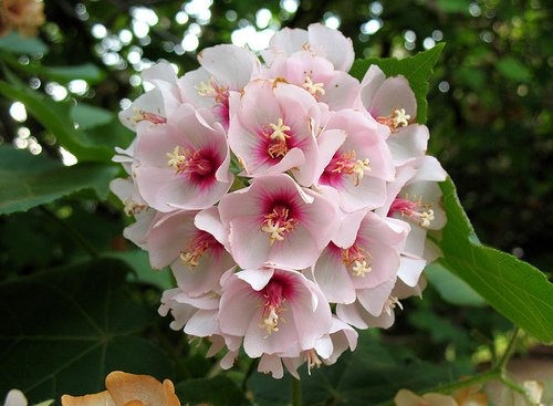 Pink Dombeya Flowering Plant | Rare Hydrangea-Like Snowball Blooms