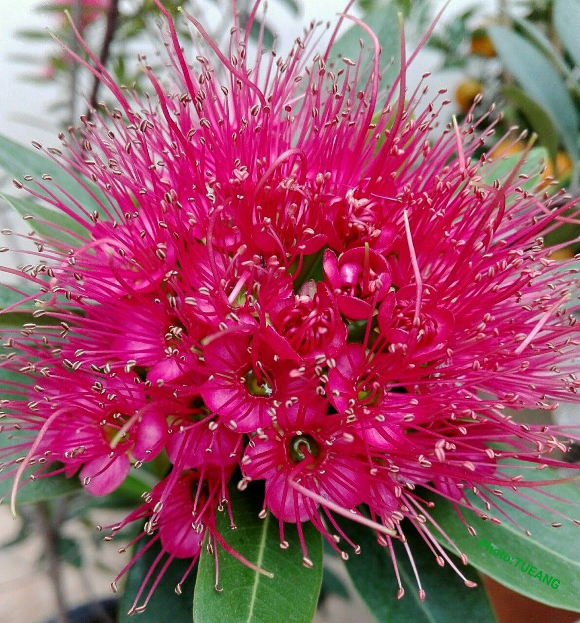 First Love Flowering Plant | Rare Pink Powder-Puff Exotic Outdoor Plant