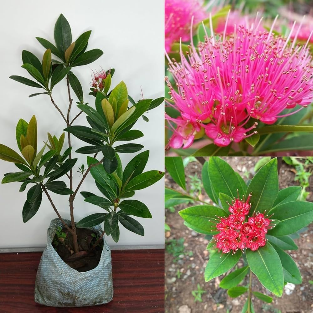 First Love Flowering Plant | Rare Pink Powder-Puff Exotic Outdoor Plant — photo 2