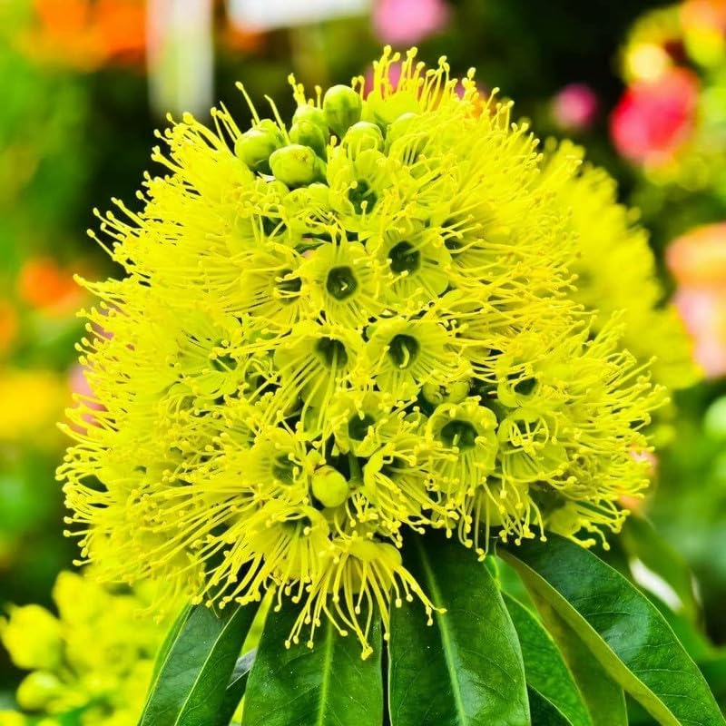 Golden First Love Plant | Rare Yellow Exotic Flowering Outdoor Plant
