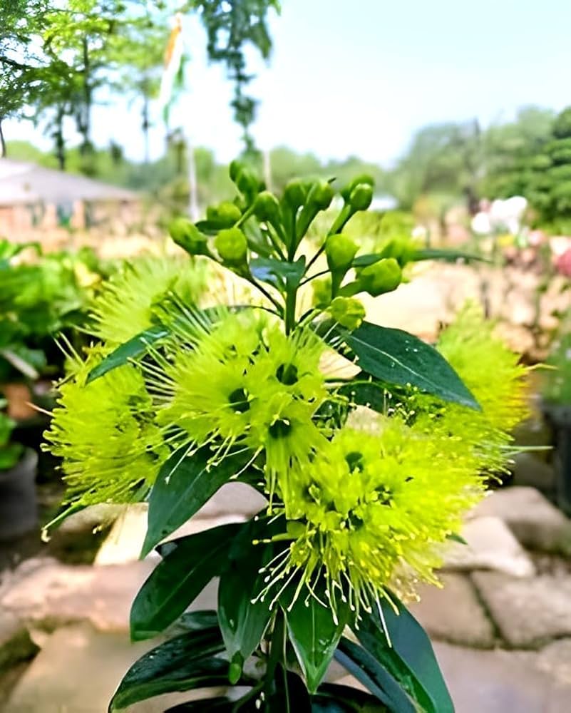 Golden First Love Plant | Rare Yellow Exotic Flowering Outdoor Plant — photo 2