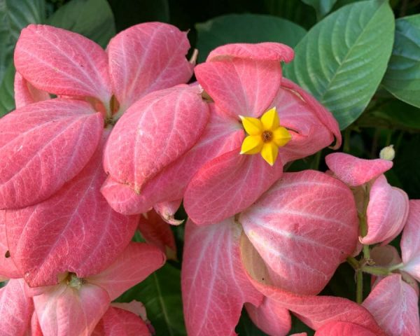 Mussaenda Pink Plant | Heavy Flowering Ornamental Garden Shrub