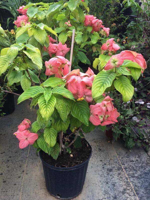 Mussaenda Pink Plant | Heavy Flowering Ornamental Garden Shrub — photo 2