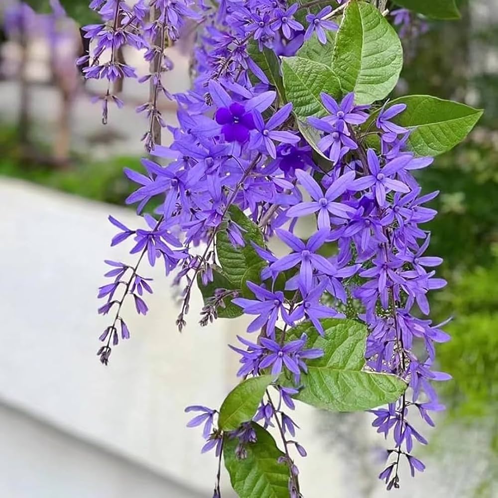 Neel Moni Lota Plant | Petrea volubilis | Premium Purple Flowering Climber