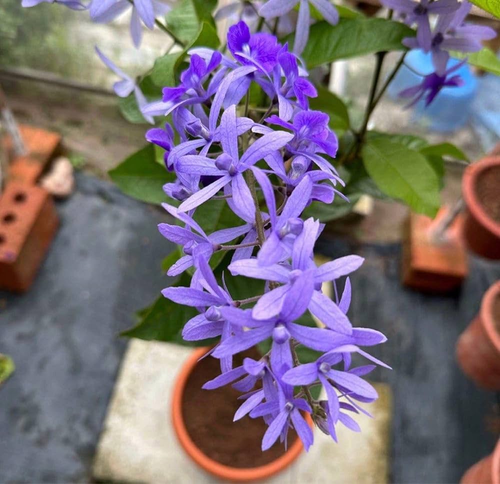 Neel Moni Lota Plant | Petrea volubilis | Premium Purple Flowering Climber — photo 2