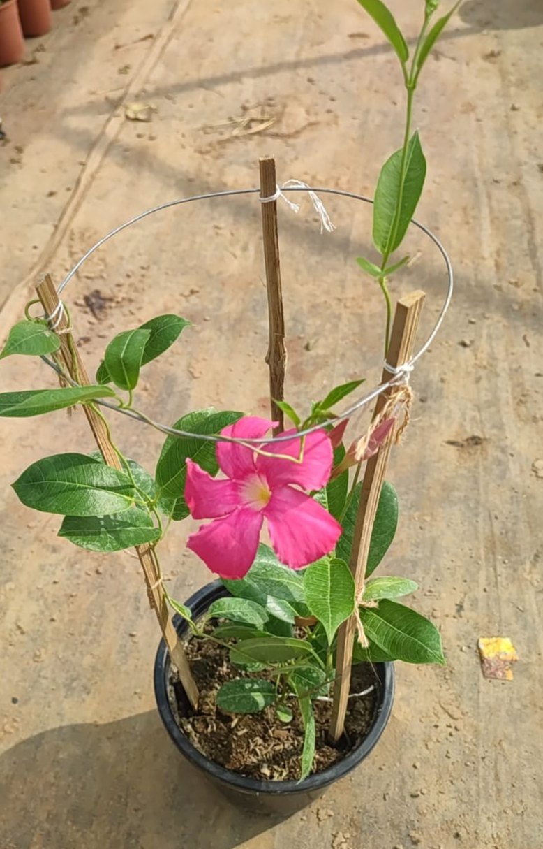 Pink Mandevilla Plant | Premium Outdoor Flowering Climber | Heavy Blooms — photo 2