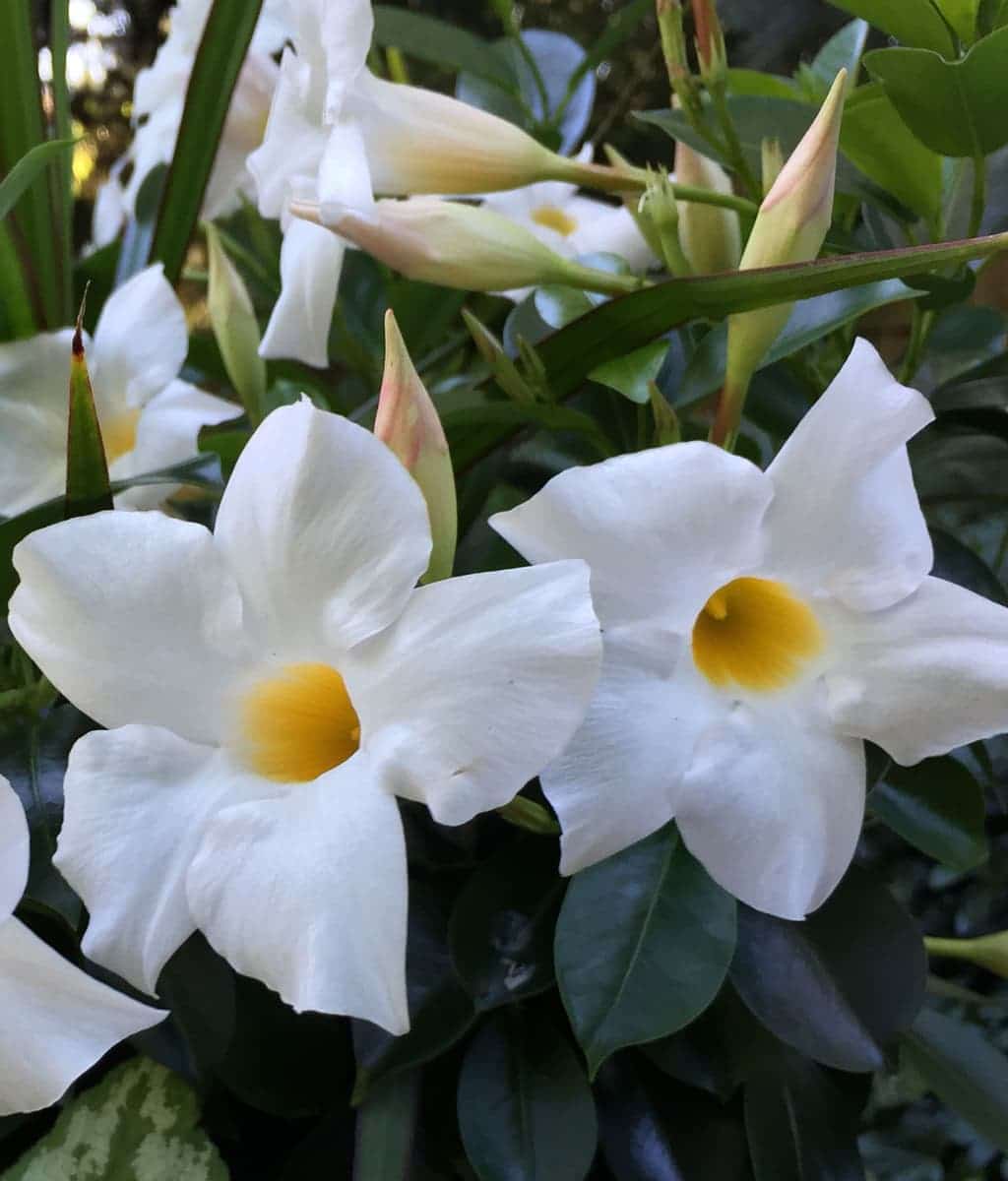 White Mandevilla Plant | Premium Outdoor Flowering Climber | Heavy Blooms