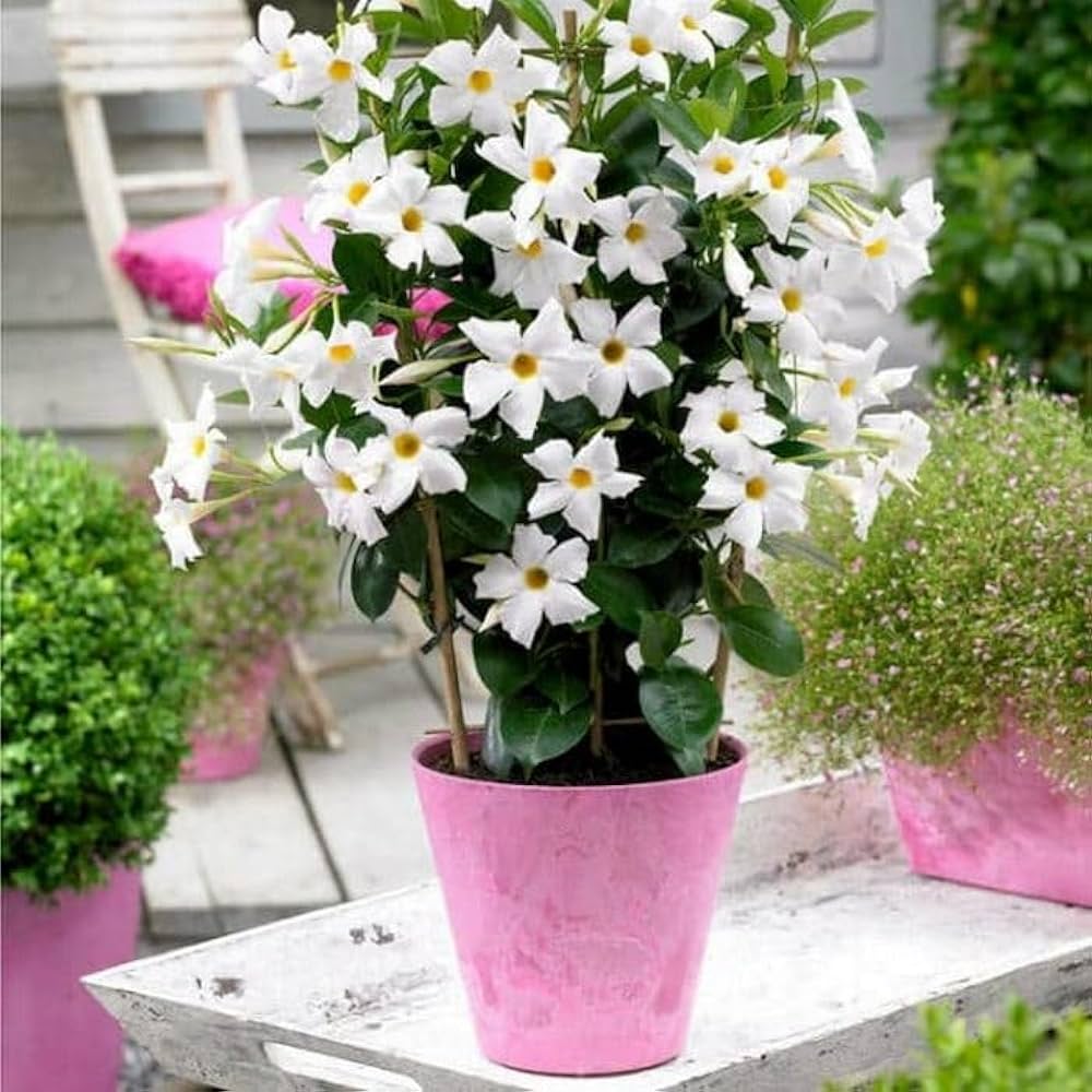 White Mandevilla Plant | Premium Outdoor Flowering Climber | Heavy Blooms — photo 2