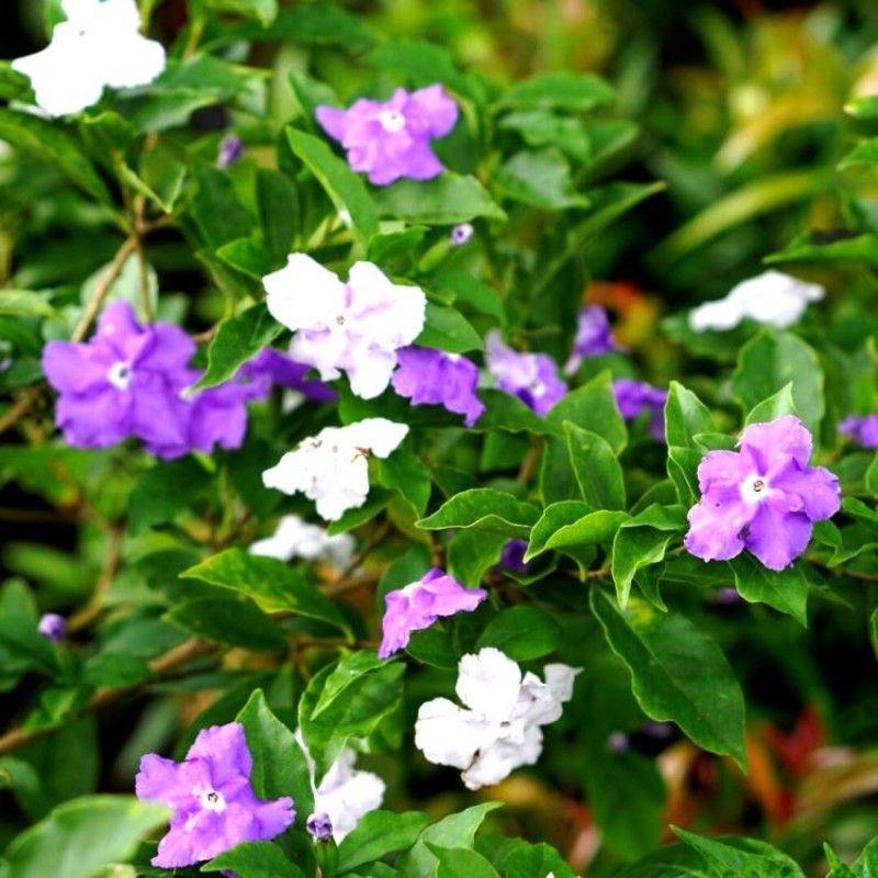 Yesterday Today Tomorrow Plant | 3-Color Blooming Fragrant Flowering Shrub