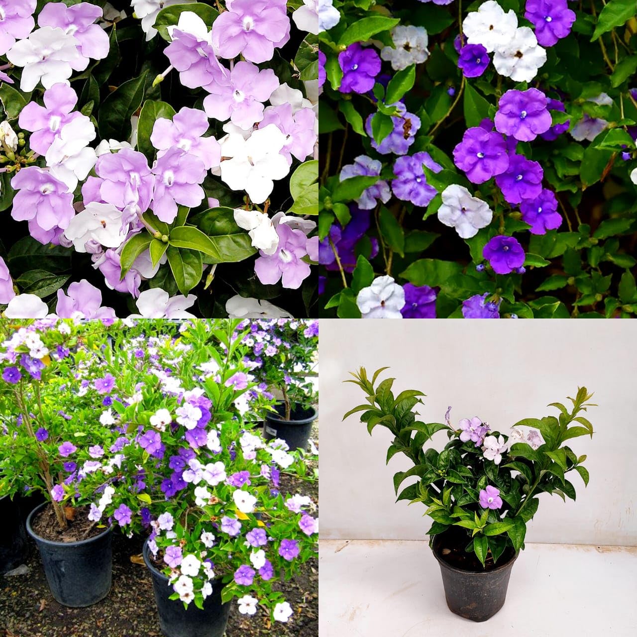 Yesterday Today Tomorrow Plant | 3-Color Blooming Fragrant Flowering Shrub — photo 2