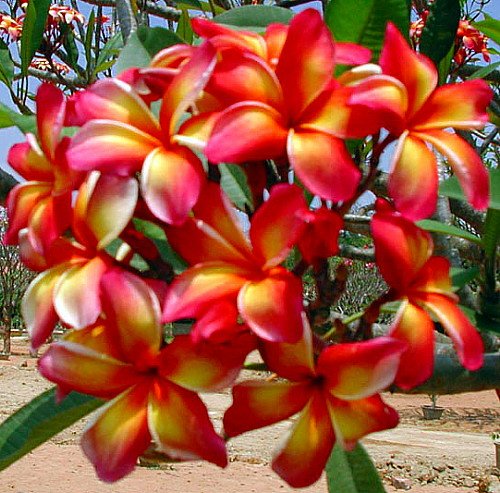 Orange & White Plumeria Frangipani Plant | Highly Fragrant Tropical Flowering Plant