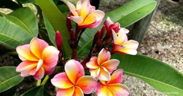 Orange & White Plumeria Frangipani Plant | Highly Fragrant Tropical Flowering Plant — photo 2