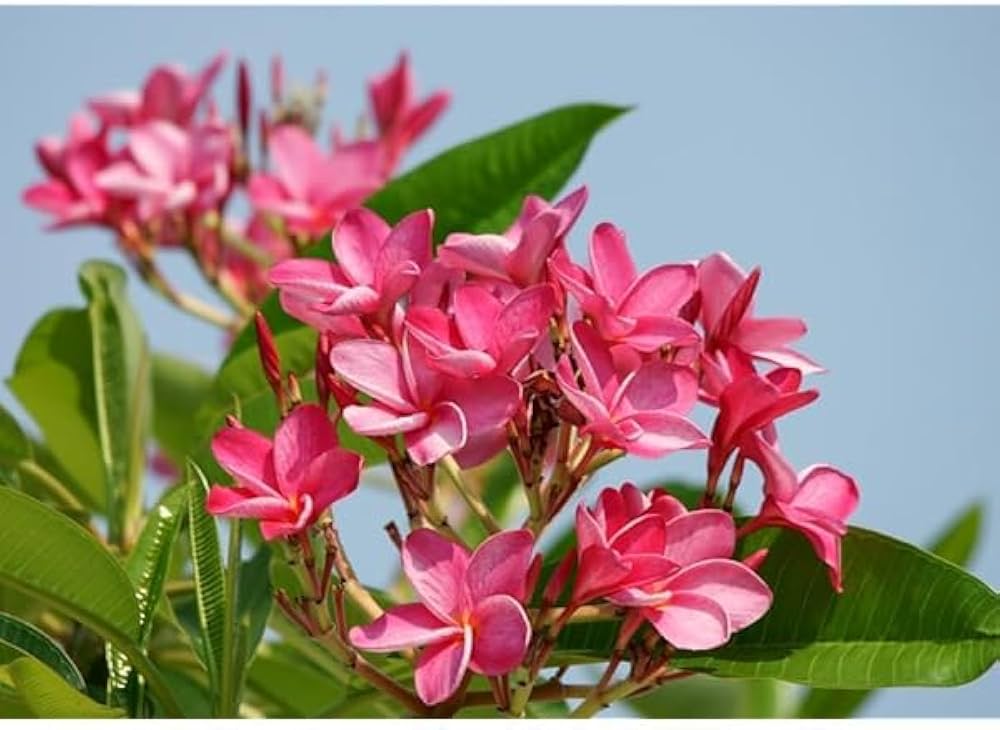Pink Plumeria Frangipani Plant | Highly Fragrant Tropical Flowering Tree