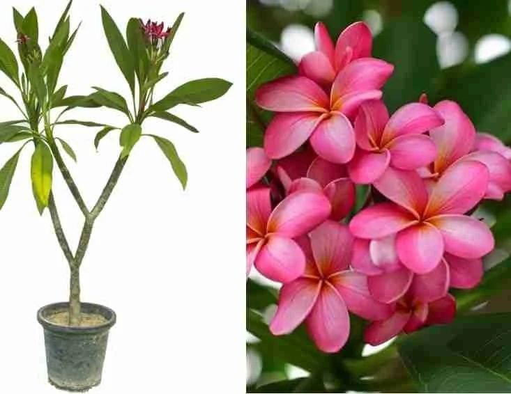 Pink Plumeria Frangipani Plant | Highly Fragrant Tropical Flowering Tree — photo 2
