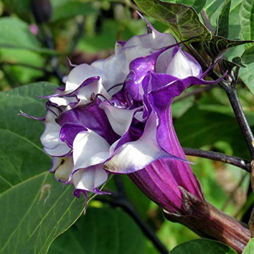 Raj Dhutra Flowering Plant | Rare Double/Triple Purple Datura | Outdoor Ornamental Plant