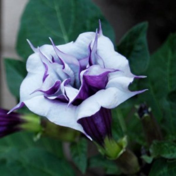 Raj Dhutra Flowering Plant | Rare Double/Triple Purple Datura | Outdoor Ornamental Plant — photo 2