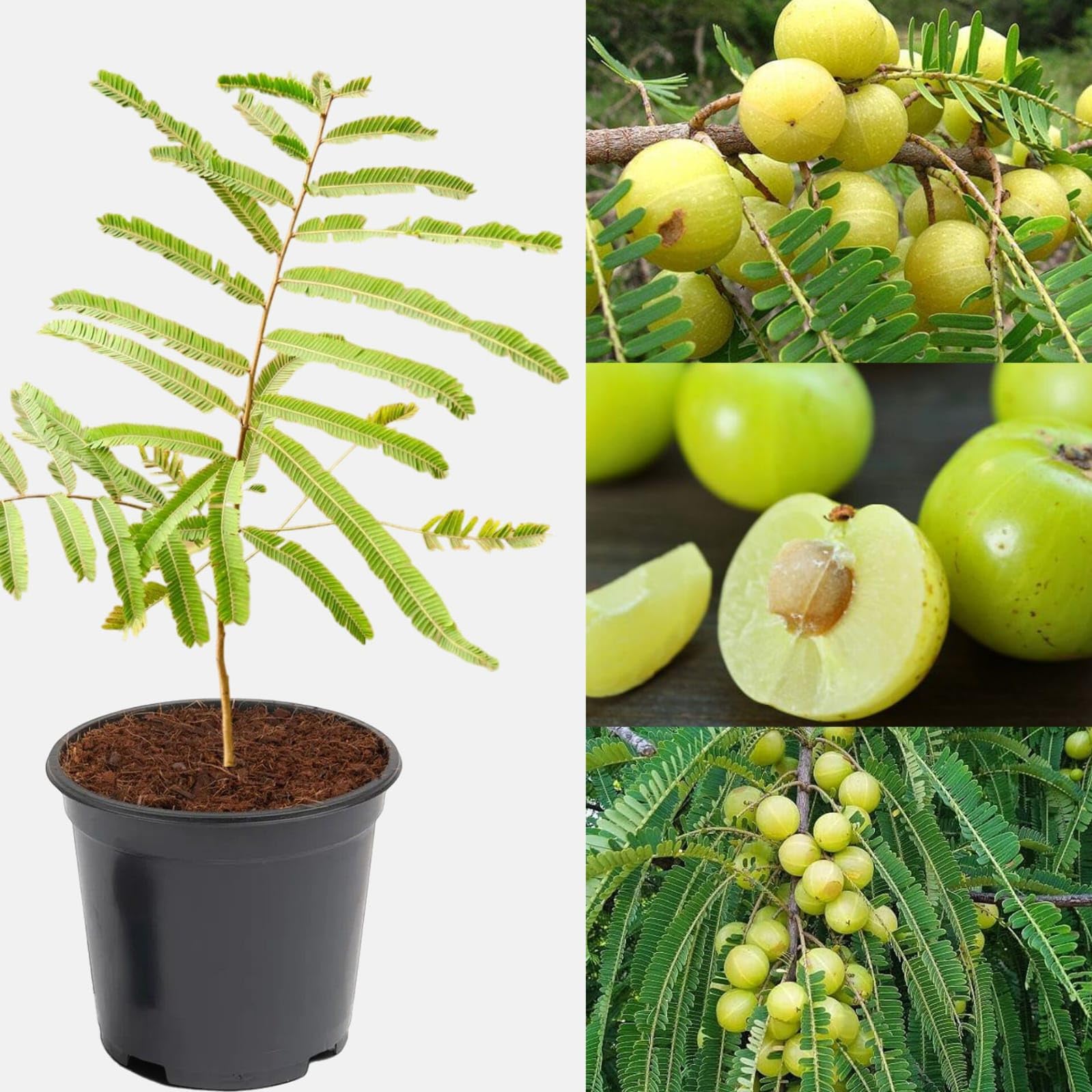 Hybrid Gooseberry (Amla) Plant | Sweet Tangy Fruit | Premium Grafted Variety