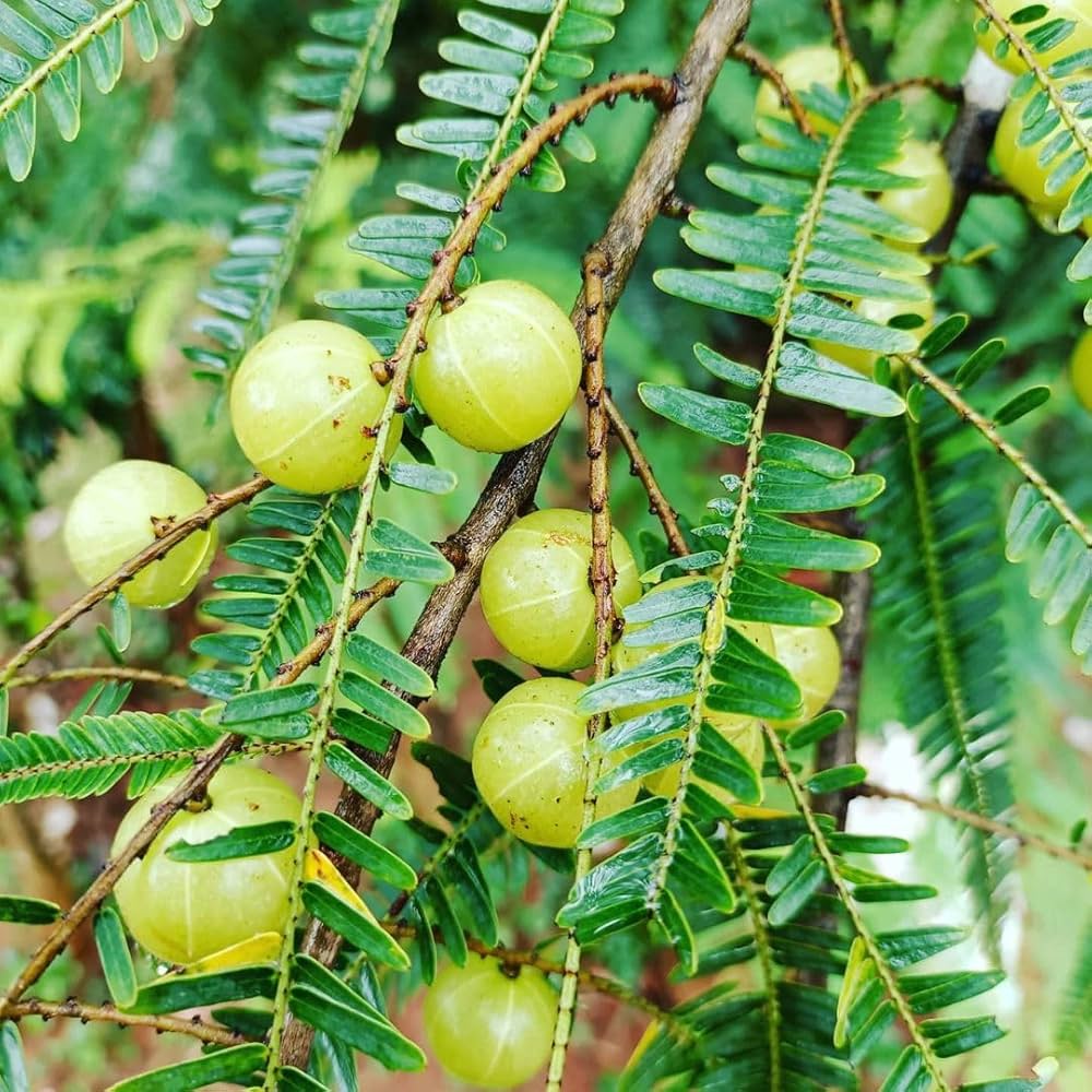 Hybrid Gooseberry (Amla) Plant | Sweet Tangy Fruit | Premium Grafted Variety — photo 2